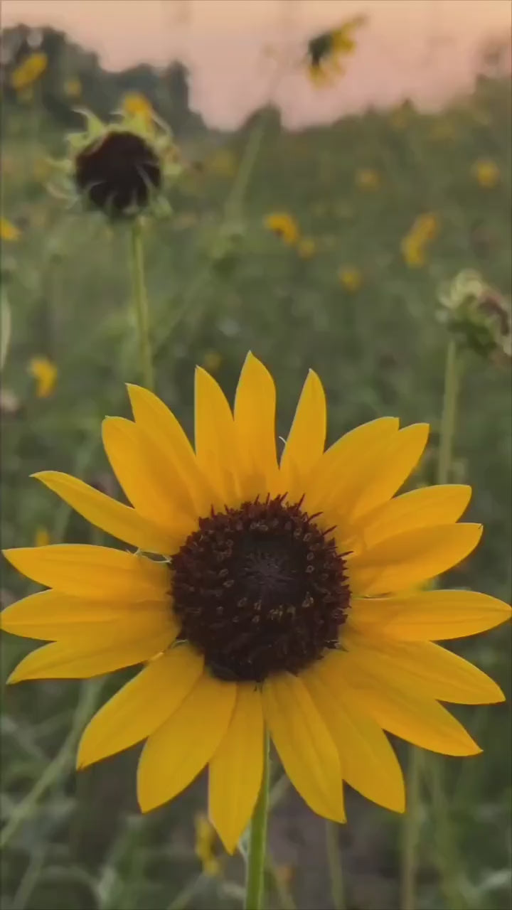 Flor Girasol-Armable en bloque